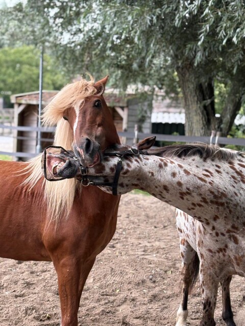 IMG 20250807 WA0003 oof en yuma 1